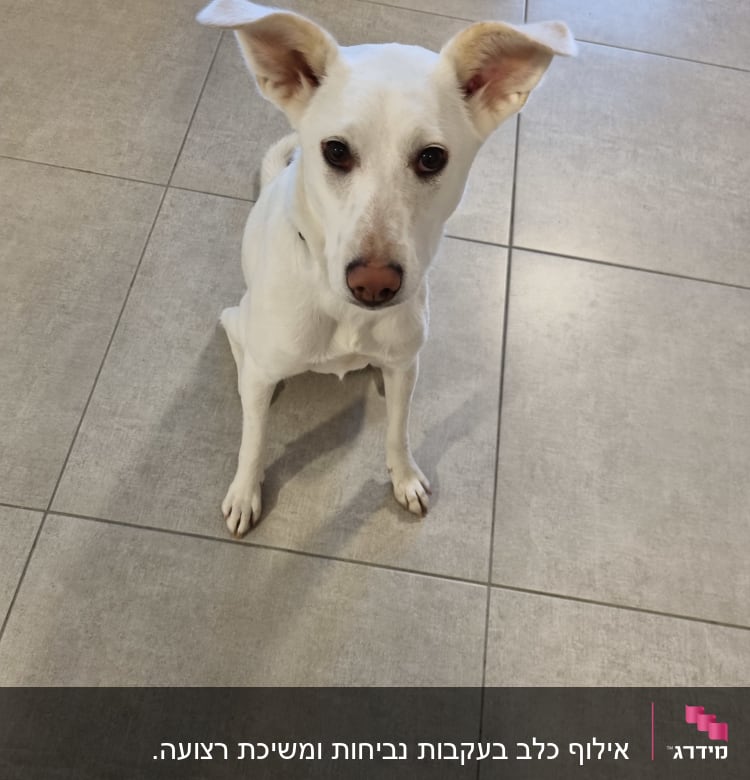 כלב יושב על רצפה, מביט למצלמה